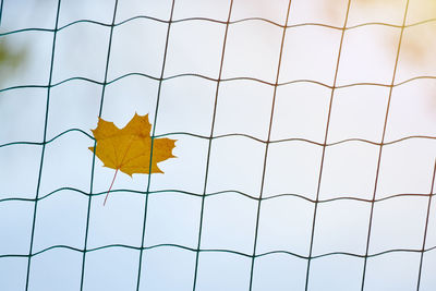 Low angle view of yellow maple leaf on metal fence