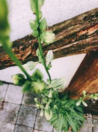 High angle view of potted plant on tree trunk