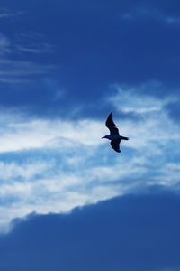 Low angle view of silhouette bird flying against blue sky