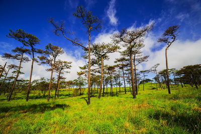 Trees in forest against sky