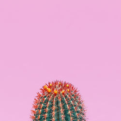 Close-up of cactus plant against pink background