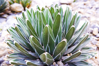 Close-up of succulent plant