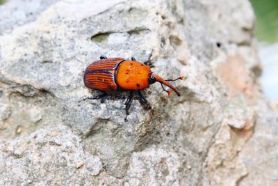 Close-up of insect on rock