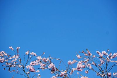 Low angle view of cherry blossom against blue sky