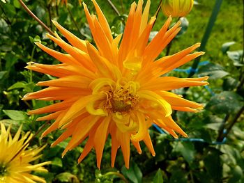 Close-up of yellow flower blooming outdoors