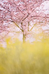 Cherry blossom tree against sky