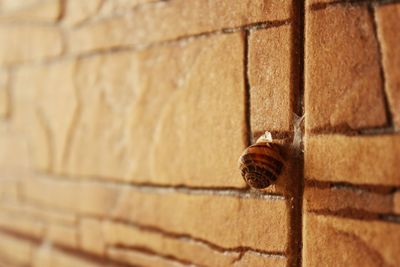 Close-up of insect on brick wall