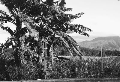 Trees on field against sky