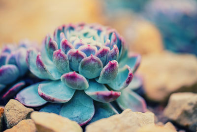 Close-up of succulent plant at planten un blomen hamburg 