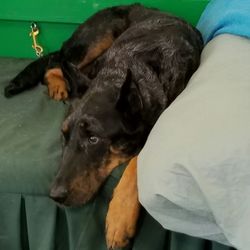 Close-up of dog resting