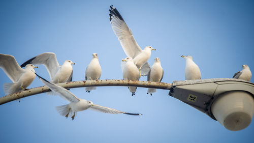 Low angle view of seagulls sitting on street light