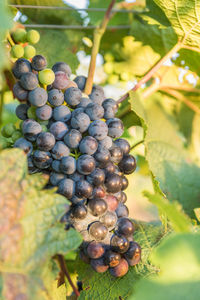 Close-up of grapes growing in vineyard