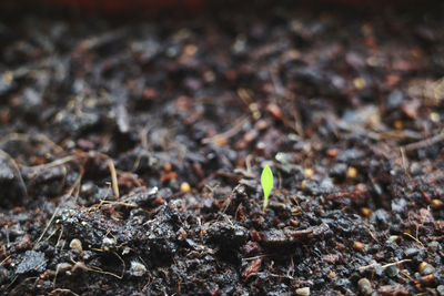 Close-up of small plant growing on field