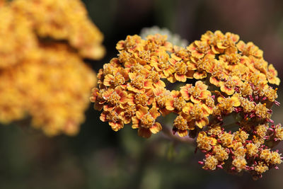 Macro side view of flowers on a yarrow plant