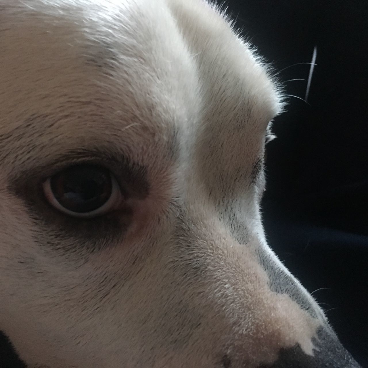 CLOSE-UP PORTRAIT OF DOG BY BLACK BACKGROUND