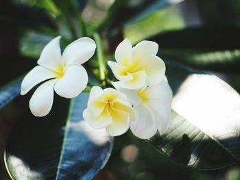 Close-up of white flowering plant