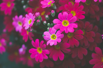 Close-up of pink flowers blooming outdoors