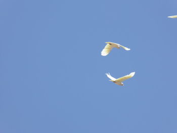 Low angle view of bird flying against clear blue sky