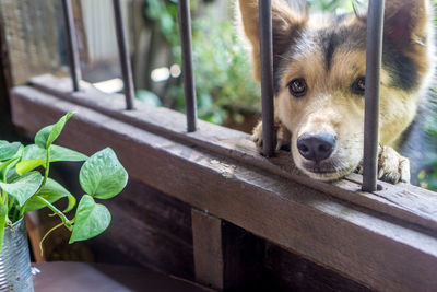 Close-up portrait of a dog