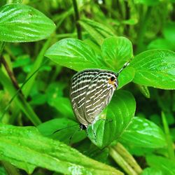 Close-up of insect on leaf