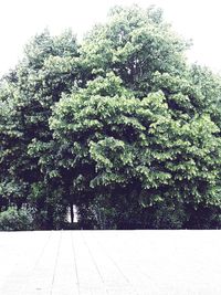 Plants growing on tree