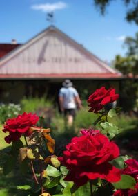Close-up of red flowering plants against sky