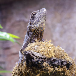 Close-up of lizard on rock