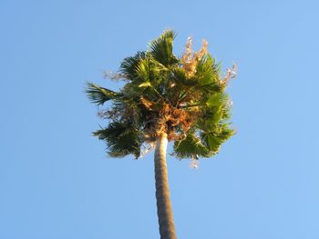 Low angle view of trees against blue sky