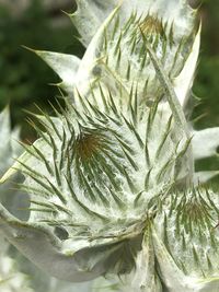 Close-up of fresh green plant