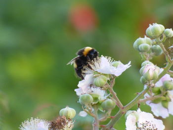 Honey bee pollinating on flower