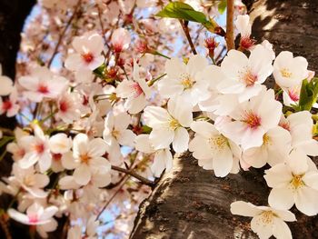 Close-up of white cherry blossoms in spring