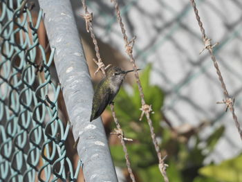 Close-up of lizard on chainlink fence