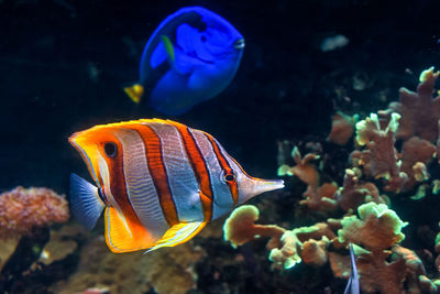 Copperband butterflyfish swim by the corals with a regal tang in the background.