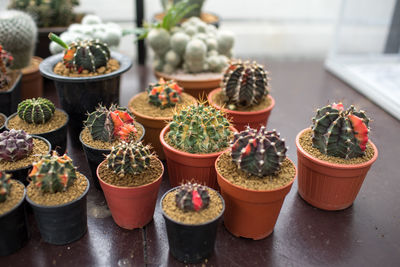 Close-up of potted plants on table