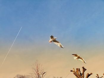 Low angle view of seagulls flying against sky