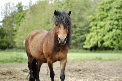 Portrait of horse standing on field