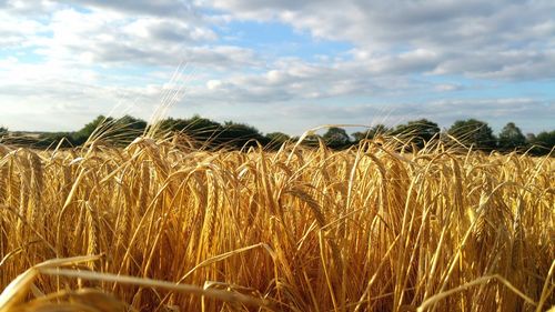 Close-up of wheat field against sky