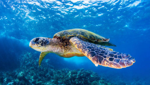 Close-up of turtle swimming in sea