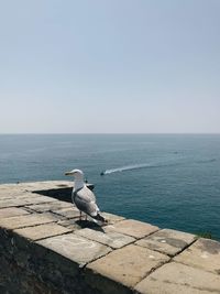 Seagull perching on a sea against sky