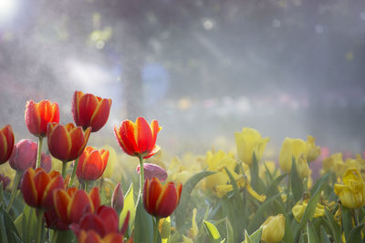 Close-up of flowering plants on field