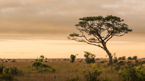 Scenic view of field against sky during sunset