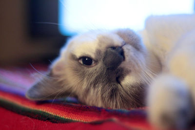Close-up portrait of cat at home