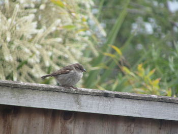 Close-up of bird perching on wood
