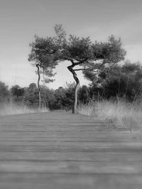 Empty road along trees