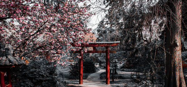 View of cherry blossom from tree