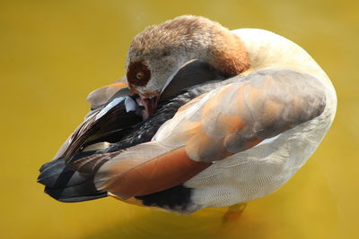 Close-up of bird preening on lake