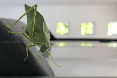 Close-up of insect on leaf