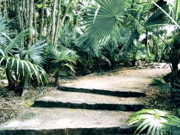 Palm trees growing in forest