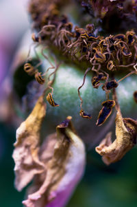 Close-up of wilted flower plant