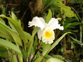 Close-up of white flowers blooming outdoors